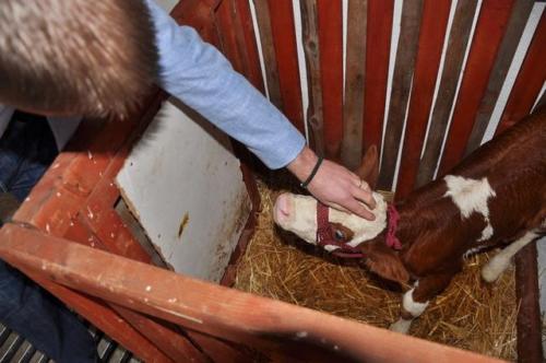 Construction d'une ferme bovine