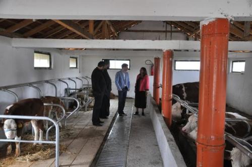 Construction d'une ferme bovine